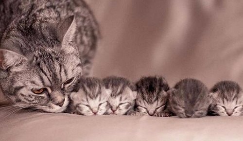 Cách chăm sóc Mèo mẹ trước và sau khi sinh