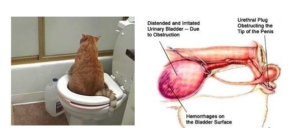 Bệnh viêm xuất huyết tiết niệu ở Mèo