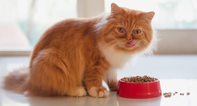 Chế độ ăn của Mèo